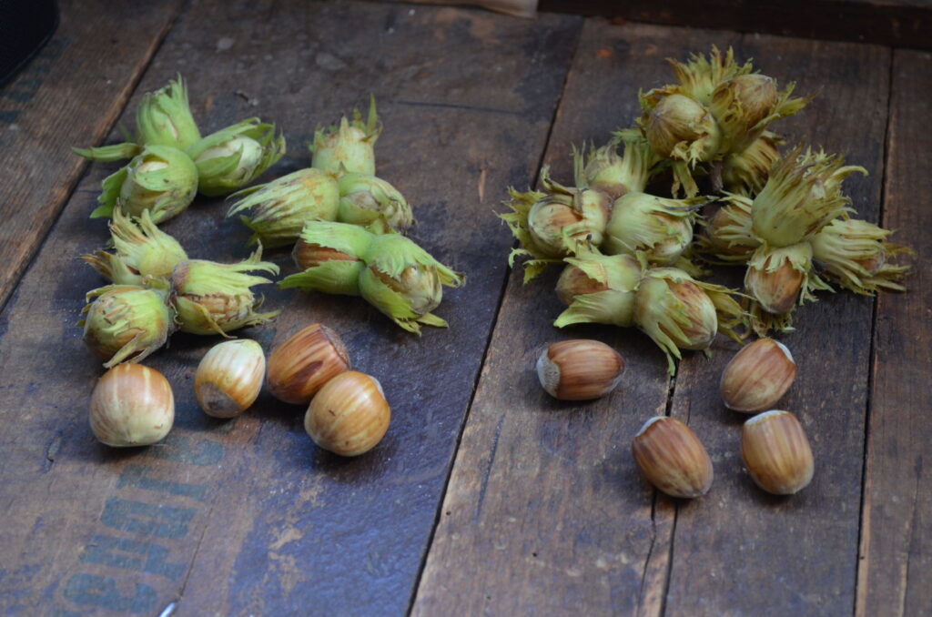 British Fresh Hazelnuts